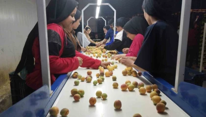 Kayısıda hasat yoğunlaştı, ihracat başladı