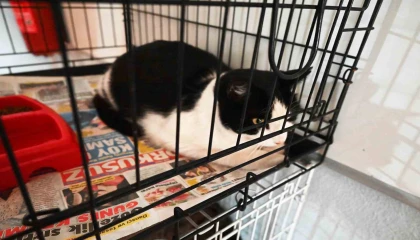 Kemer Barınağında Nisan ayında 210 hayvan kısırlaştırıldı