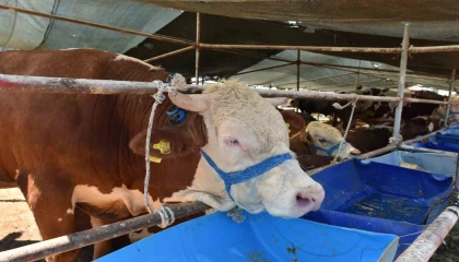 Kepezde 2 noktada canlı hayvan pazarı kuruldu