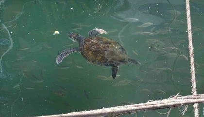Kolay beslenmeye alışan deniz kaplumbağaları balıkçı barınağını terk etmiyor