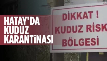 Kuduz karantinasının olduğu 4 mahallede sokak köpekleri vatandaşları tedirgin ediyor