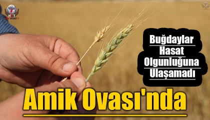 Kuraklık nedeniyle toprakta yarılmaların yaşandığı Amik Ovasında buğdaylar hasat olgunluğuna ulaşamadı