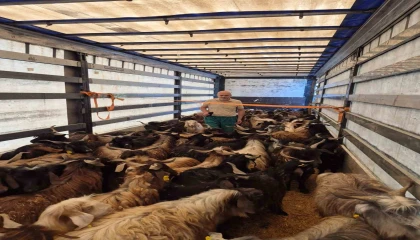 Kurbanlık denetimleri başladı