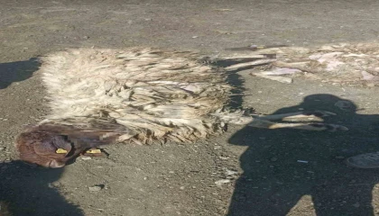 Kurtlar sabaha karşı girdiği ağılda 12 koyunu telef etti 20sini yaraladı