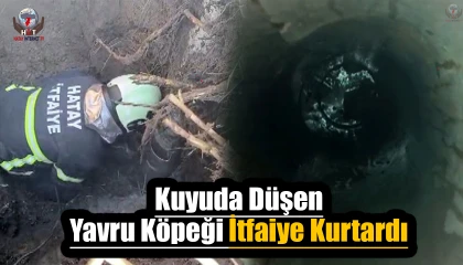 Kuyuda mahsur kalan yavru köpeğin imdadına itfaiye yetişti