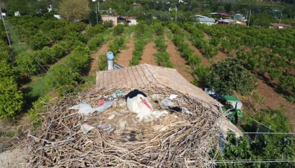 Leylekler doğadaki çöpleri yuvaya taşımış
