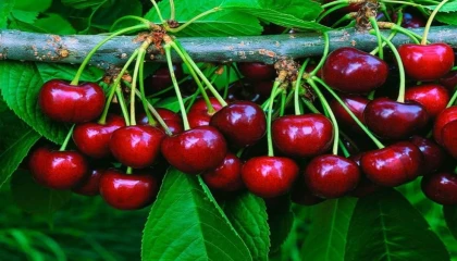 Manavgatta Burmahan kiraz festivali coşkusu başlıyor