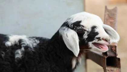 Meraya dökülen zehir 77 koyunu telef etti, onlarca kuzu annesiz kaldı