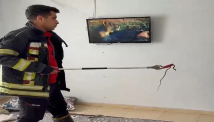 Mersinde 2 gün önce eve giren yılanı itfaiye erleri bulup çıkarttı