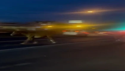 Mersinde karayoluna çıkan atlar trafiği karıştırdı