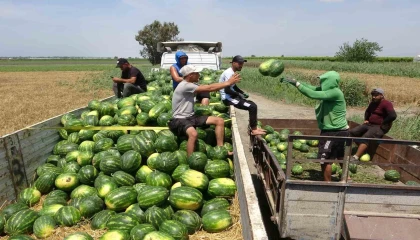 Mersinde karpuz hasadı başladı