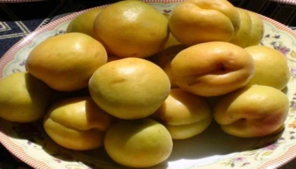 Mut Karacaoğlan Kayısı Kültür ve Sanat Festivali 30 Mayısta