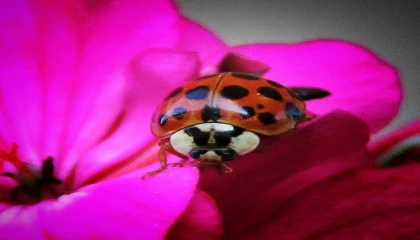 Nadir, uğur böceği türü görüntülendi