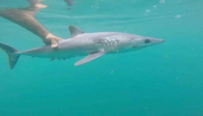 Oltasına köpek balığı takıldı, yeniden denize bıraktı