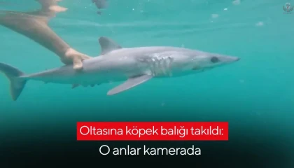 Oltasına takılan köpek balığı yavrusunu arkadaşına nispet yaparak denize bıraktı