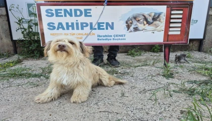Osmaniye Belediyesinden ‘Yuva Arayan Can Dostlarımız Sizi Bekliyor kampanyası