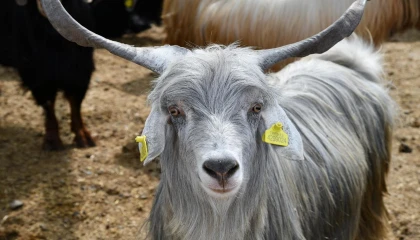 Osmaniyede Kurban Bayramı öncesi hayvan pazarlarına denetim