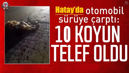 Otomobilin çarptığı 10 küçükbaş hayvan telef oldu