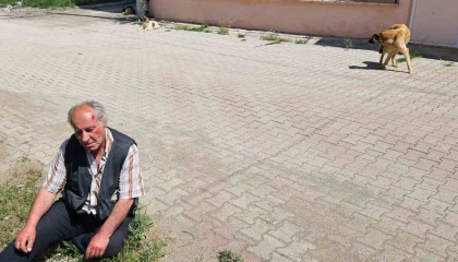 Saldada köpeklerin saldırısına uğrayan yaşlı adam yaralandı