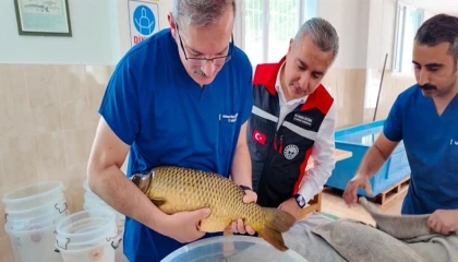 Sazan sağımı başlandı