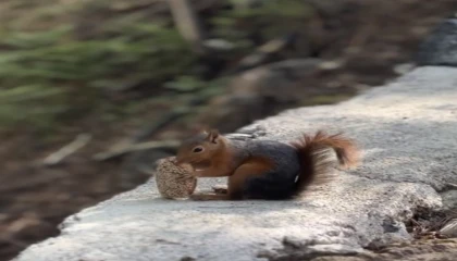 Sincabın bayram kömbesi yemesi gülümsetti