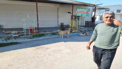 Sokak köpekleri tehlike saçıyor