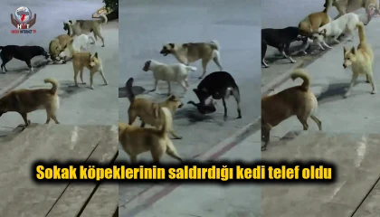 Sokak köpeklerinin saldırdığı kedi telef oldu