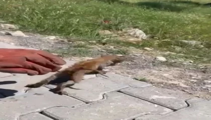 Su giderine sıkışan kedi kurtarıldı