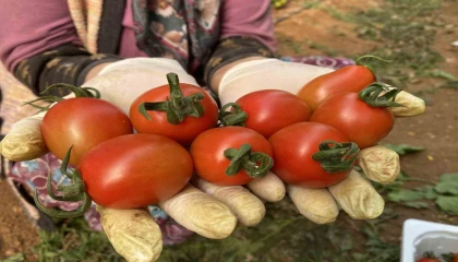 Tarım Antalyayı ihracatta sırtladı: Yaş meyve sebzede yüzde 17,7 artış