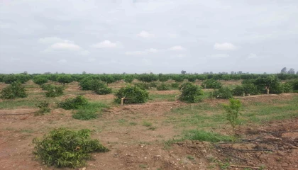 Tarsusta ağaç katliamı