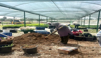 Tarsusta klonal okaliptus fidanı üretimi