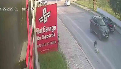 Telef olan köpeğin başında yürek burkan çaresizlik