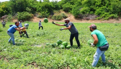 Tescilli Adana karpuzunda hasat başladı: Kilogramı 20-24 lira