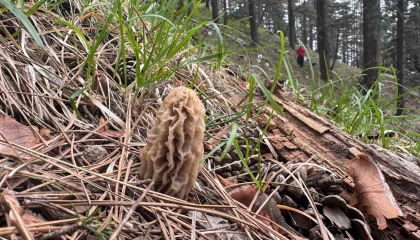 Toplaması bir tutku: Torosların bereketi Kuzugöbeği mantarı