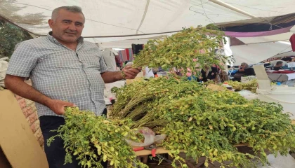 Yeşil nohut tezgahlarda yerini aldı