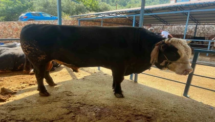 1 ton 300 kiloluk tosun 430 Bin TLye satıldı