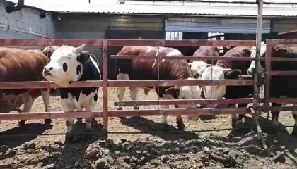 7 hisseli kurbandan umre ziyareti çıktı çifte bayram yaşadı