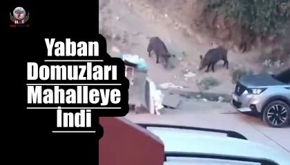 Aç kalan domuzlar çöpte yem aradı