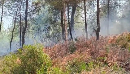 Adanada orman yangını kontrol altına alındı