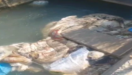 Adanada sulama kanalları hayvan pislikleriyle doldu taştı