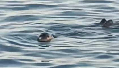 Akdeniz foku kıyıya yakın noktada kendini gösterdi