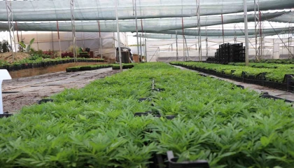 Alanya Belediyesi arife günü mezarlıklarda çiçek dağıtacak