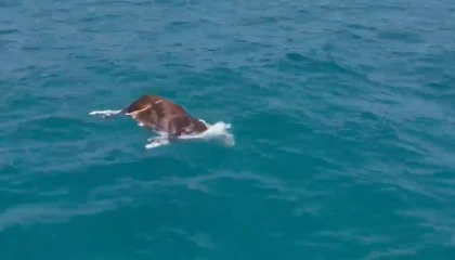 Alanyada denizde ölü inek bulundu