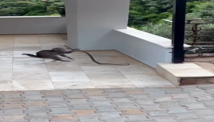 Alanyada yılana kafa tutan kedi