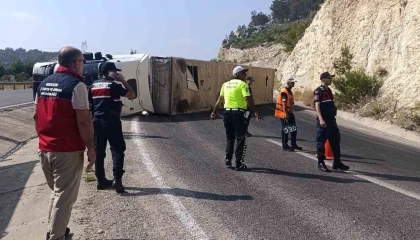 Angus yüklü tır devrildi, kaçan hayvanlar yakalandı