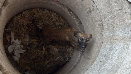 Antakyada kuyuya düşen köpeği itfaiye kurtardı