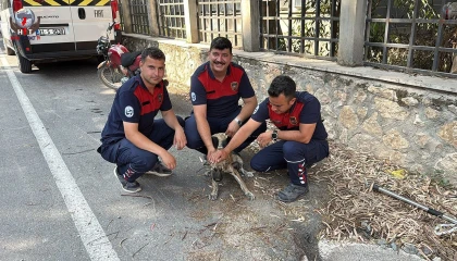 Antakya'da kuyuya düşen köpeği itfaiye kurtardı