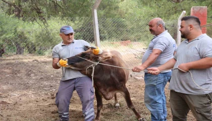 Antalya Büyükşehir Belediyesi Kurban Bayramına hazır