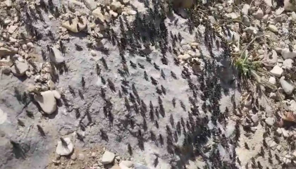 Antalya Gelesandra Yaylasında çekirge istilası