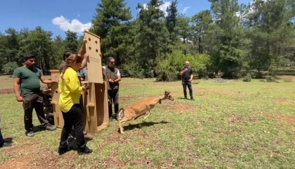 Antalyada doğaya salınan alageyiğin hareketleri uyduyla izleniyor